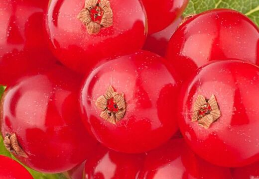 Corporate Design Werbung Grafik Design Silke Krause Görlitz